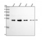 Anti-CD9 Rabbit Monoclonal Antibody