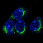 Anti-CD9 Rabbit Monoclonal Antibody