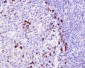 Anti-CD9 Rabbit Monoclonal Antibody