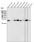 Anti-CD9 Rabbit Monoclonal Antibody