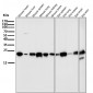 Anti-CD9 Rabbit Monoclonal Antibody