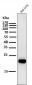 Anti-CD9 Rabbit Monoclonal Antibody