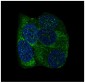 Anti-YB1 YBX1 Rabbit Monoclonal Antibody