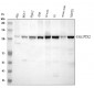 Anti-FAK PTK2 Rabbit Monoclonal Antibody