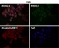Anti-p53 TP53 Rabbit Monoclonal Antibody