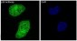 Anti-p38 MAPK14 Rabbit Monoclonal Antibody