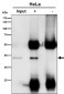 Anti-p38 MAPK14 Rabbit Monoclonal Antibody