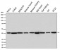 Anti-p38 MAPK14 Rabbit Monoclonal Antibody