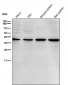 Anti-p38 MAPK14 Rabbit Monoclonal Antibody