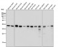 Anti-p38 MAPK14 Rabbit Monoclonal Antibody