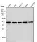 Anti-p38 MAPK14 Rabbit Monoclonal Antibody