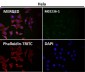 Anti-CD8 CD8A Rabbit Monoclonal Antibody