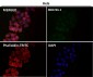 Anti-CD8 CD8A Rabbit Monoclonal Antibody