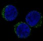 Anti-CD8 CD8A Rabbit Monoclonal Antibody