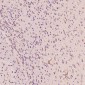 Anti-CD8 CD8A Rabbit Monoclonal Antibody