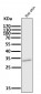 Anti-CD8 CD8A Rabbit Monoclonal Antibody