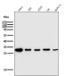 Anti-CD8 CD8A Rabbit Monoclonal Antibody