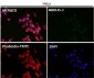 Anti-p21 CDKN1A Rabbit Monoclonal Antibody