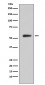 Anti-CA9/Ca Ix Rabbit Monoclonal Antibody