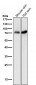 Anti-p73 Rabbit Monoclonal Antibody