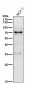 Anti-p73 Rabbit Monoclonal Antibody