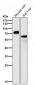 Anti-p63 TP63 Rabbit Monoclonal Antibody