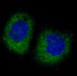 Anti-PKR EIF2AK2 Rabbit Monoclonal Antibody