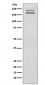 Anti-Ret Rabbit Monoclonal Antibody