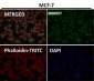 Anti-Tau MAPT Rabbit Monoclonal Antibody
