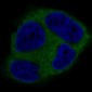 Anti-Tau MAPT Rabbit Monoclonal Antibody