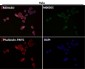 Anti-Fas/Cd95 Rabbit Monoclonal Antibody