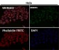 Anti-Fas/Cd95 Rabbit Monoclonal Antibody