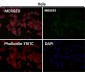 Anti-Fas/Cd95 Rabbit Monoclonal Antibody