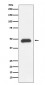 Anti-Fas/Cd95 Rabbit Monoclonal Antibody