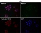 Anti-Src Rabbit Monoclonal Antibody
