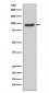 Anti-SP1 Rabbit Monoclonal Antibody