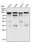 Anti-SP1 Rabbit Monoclonal Antibody