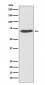 Anti-PDI PDIA2 Rabbit Monoclonal Antibody