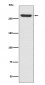 Anti-NG2 CSPG4 Rabbit Monoclonal Antibody