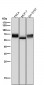 Anti-GBA/Glucosylceramidase Rabbit Monoclonal Antibody