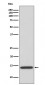 Anti-IL4 Rabbit Monoclonal Antibody