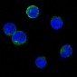 Anti-Bid Rabbit Monoclonal Antibody