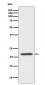 Anti-Bid Rabbit Monoclonal Antibody