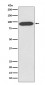 Anti-VCP Rabbit Monoclonal Antibody