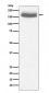 Anti-EGF Rabbit Monoclonal Antibody