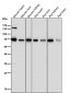 Anti-PML Rabbit Monoclonal Antibody