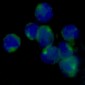 Anti-LOX Rabbit Monoclonal Antibody