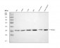 Anti-PCNA Rabbit Monoclonal Antibody