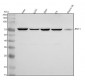 Anti-PRC1 Rabbit Monoclonal Antibody