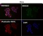 Anti-CDK2 Rabbit Monoclonal Antibody